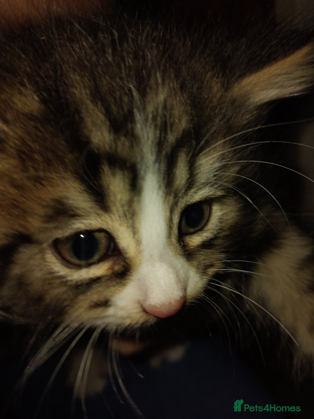 Mixed Breed cats for sale: Kittens american ringtail mixbreed  - Image 11