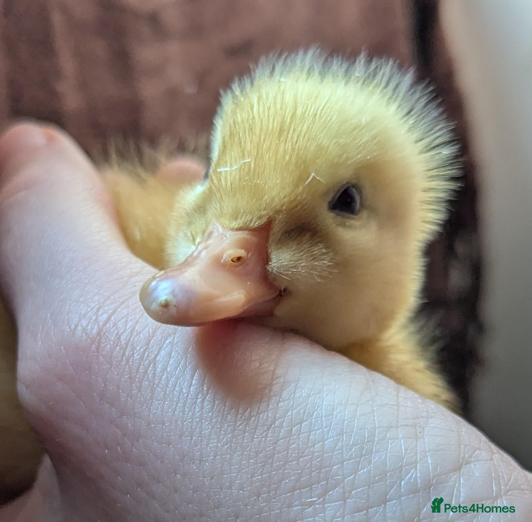 Ducks poultry 1 day old Pekin ducklings  - Advert 9