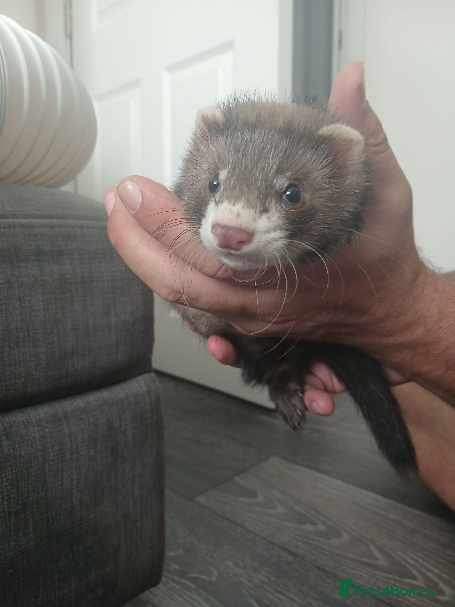 Ferret rodents Hob ferret  - Advert 1