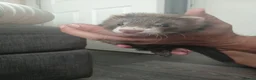 Ferret rodents for sale: Hob ferret  in Northampton - Advert 1