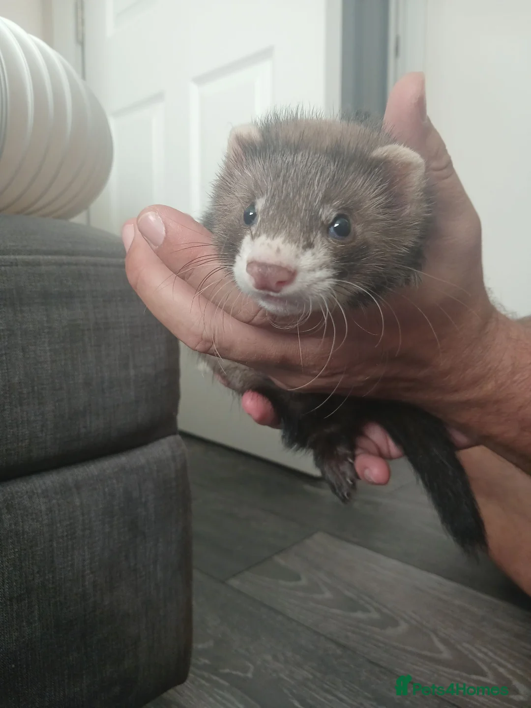 Ferret rodents for sale: Hob ferret  in Northampton - Advert 1