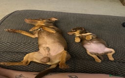 Jack Russell dogs for stud: Wenlock JRT For Stud - Image 4