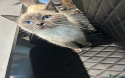 Ragdoll cats for sale: Beautiful full breed ragdoll  - Image 3