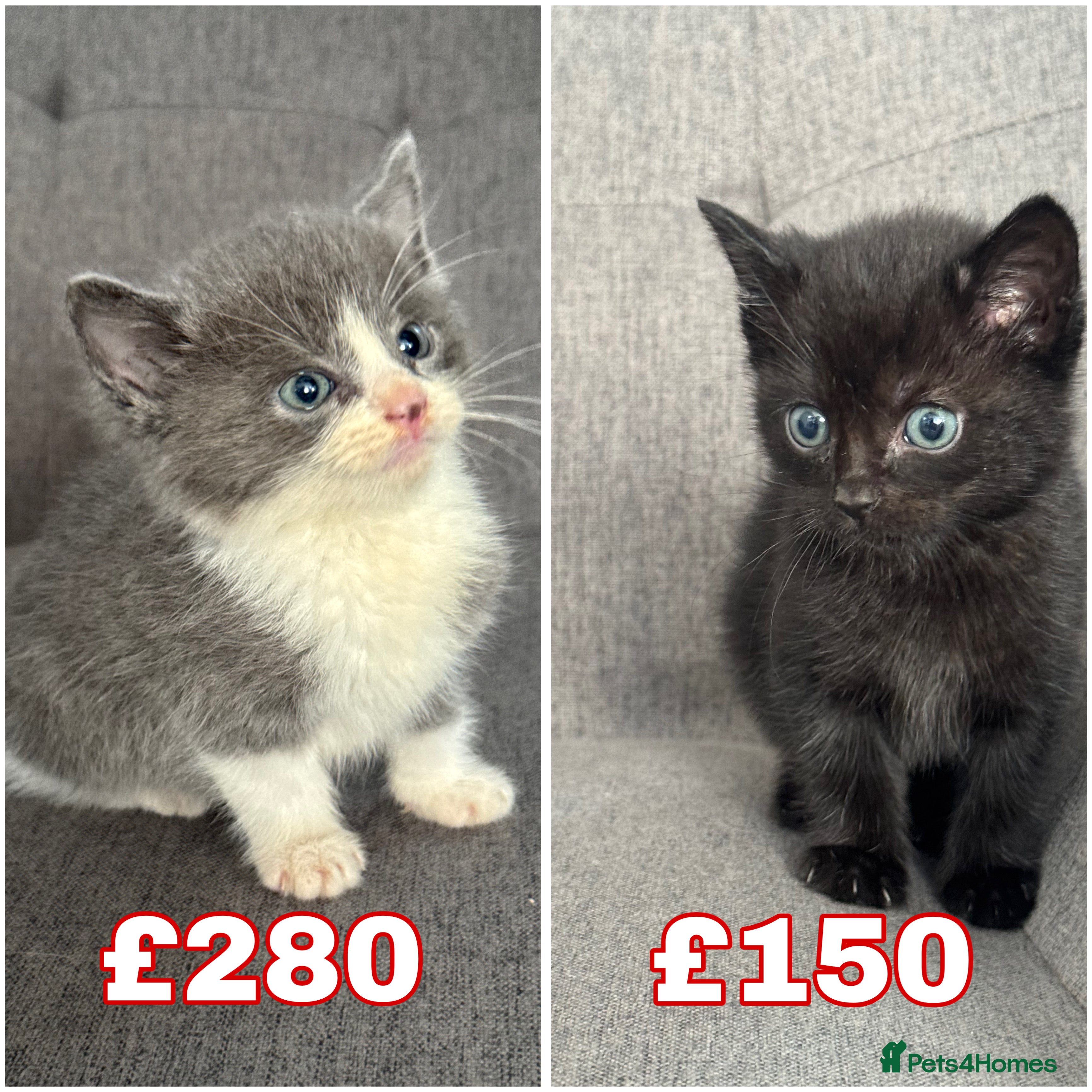 Mixed Breed cats 2 beautiful kittens left  - Advert 15