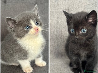 Mixed Breed cats 2 beautiful kittens left - Advert 6