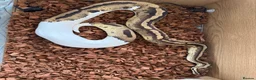 Python Snake reptiles for sale: X2 Ball Pythons in Waterlooville - Advert 6