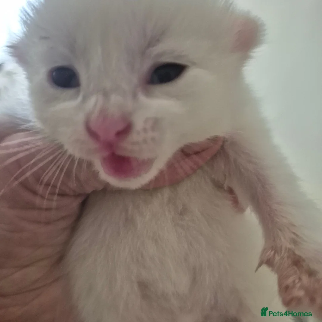 Ragdoll cats for sale: I have 2 rag doll.x kittens - Advert 1