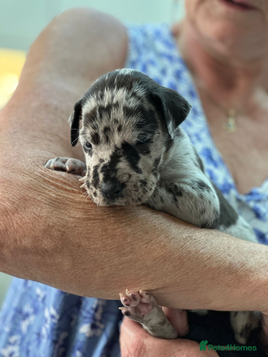 Great Dane dogs for sale: Beautiful Great Dane Puppies  - Image 2
