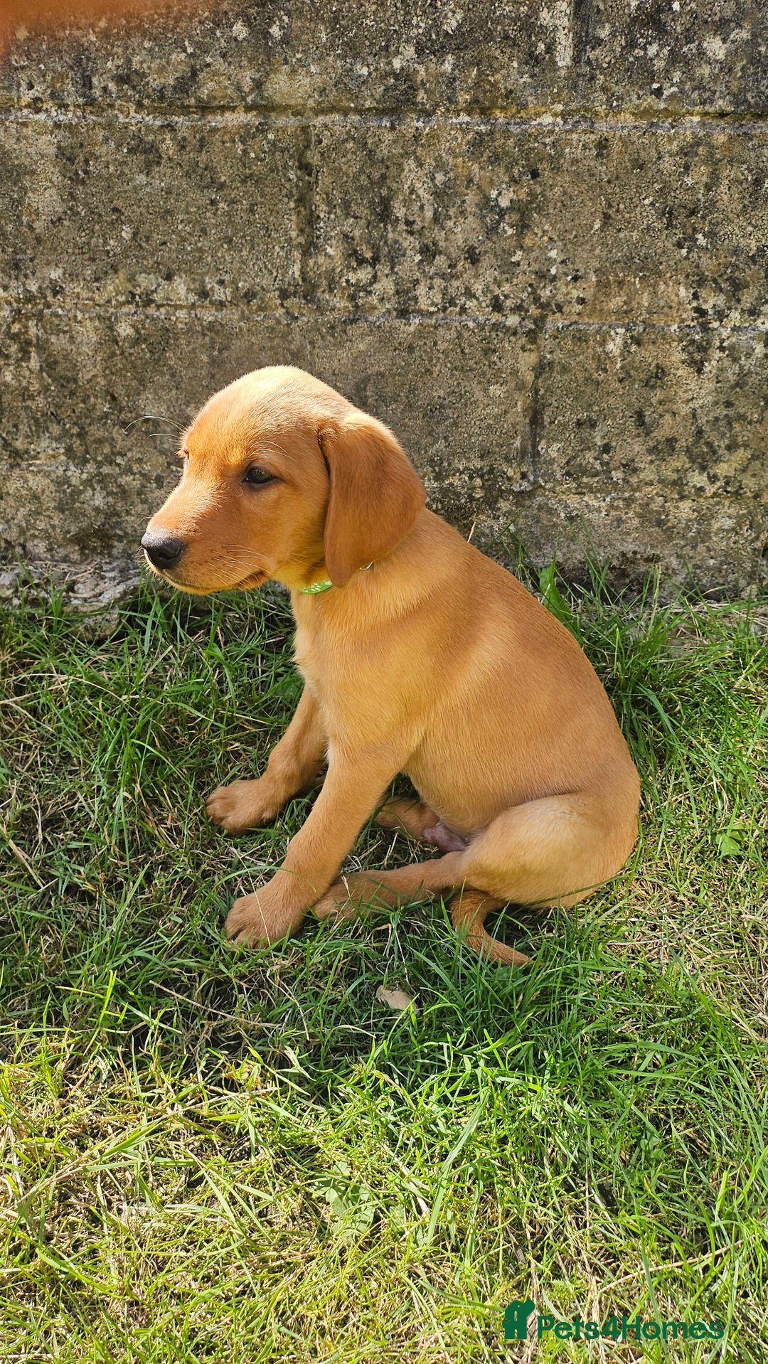 Labrador Retriever dogs for sale: Labrador Puppies For sale Ready Now - Image 2