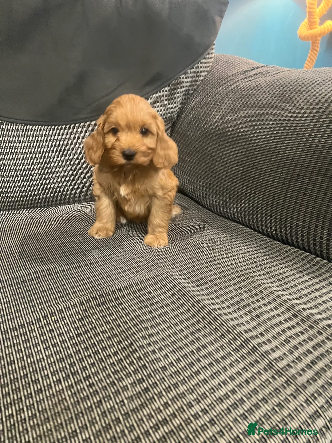 Cockapoo dogs for sale: Adorable F1 cockapoo puppies for sale - Advert 2