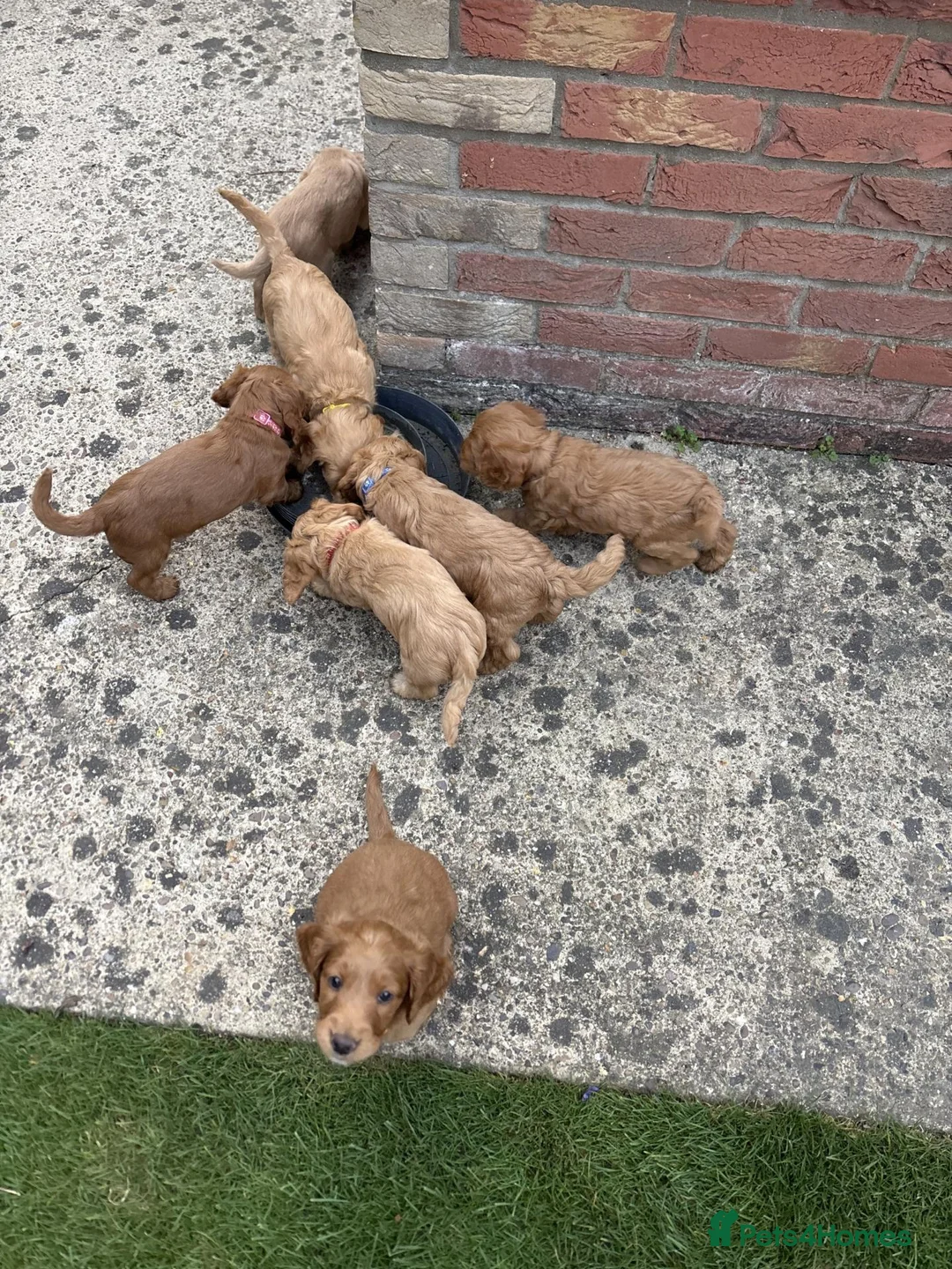 Cockapoo dogs for sale:   Exceptional cockapoo puppies 💙🩷 in Edinburgh - Advert 2