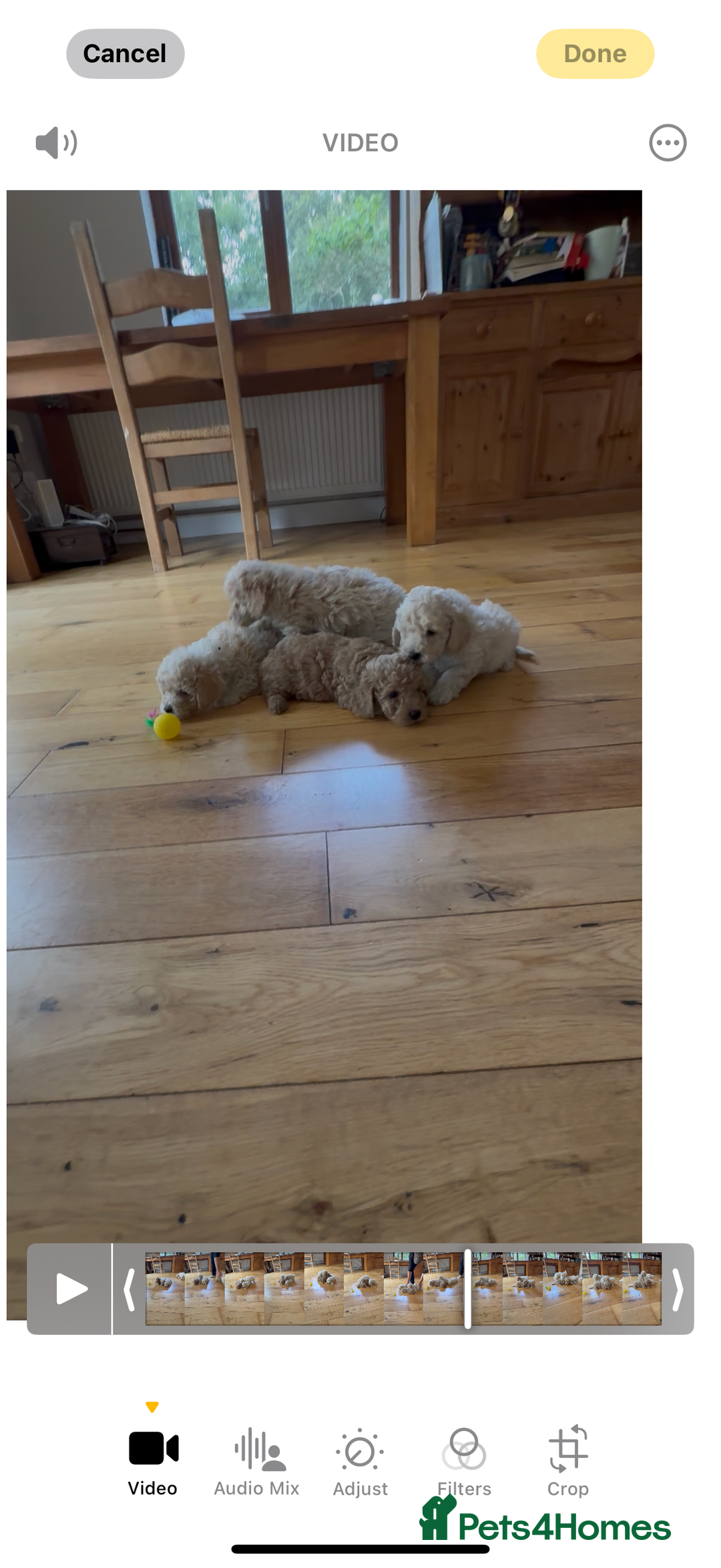 Poochon dogs for sale: Tiny farm bred teddy bear bundles of fun !  - Image 28