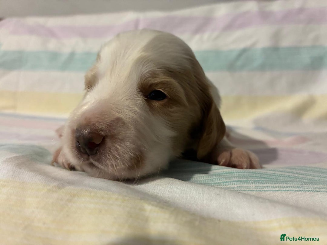 Cocker Spaniel dogs for sale: Lemon and white working cocker spaniels  - Image 10