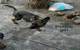 German Shepherd dogs for sale: German shepherd puppies looking for a new home  in Cambridge - Image 24