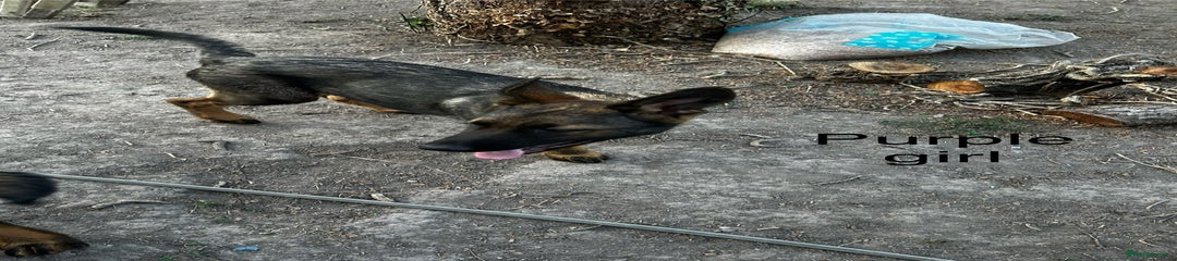 German Shepherd Puppy 5