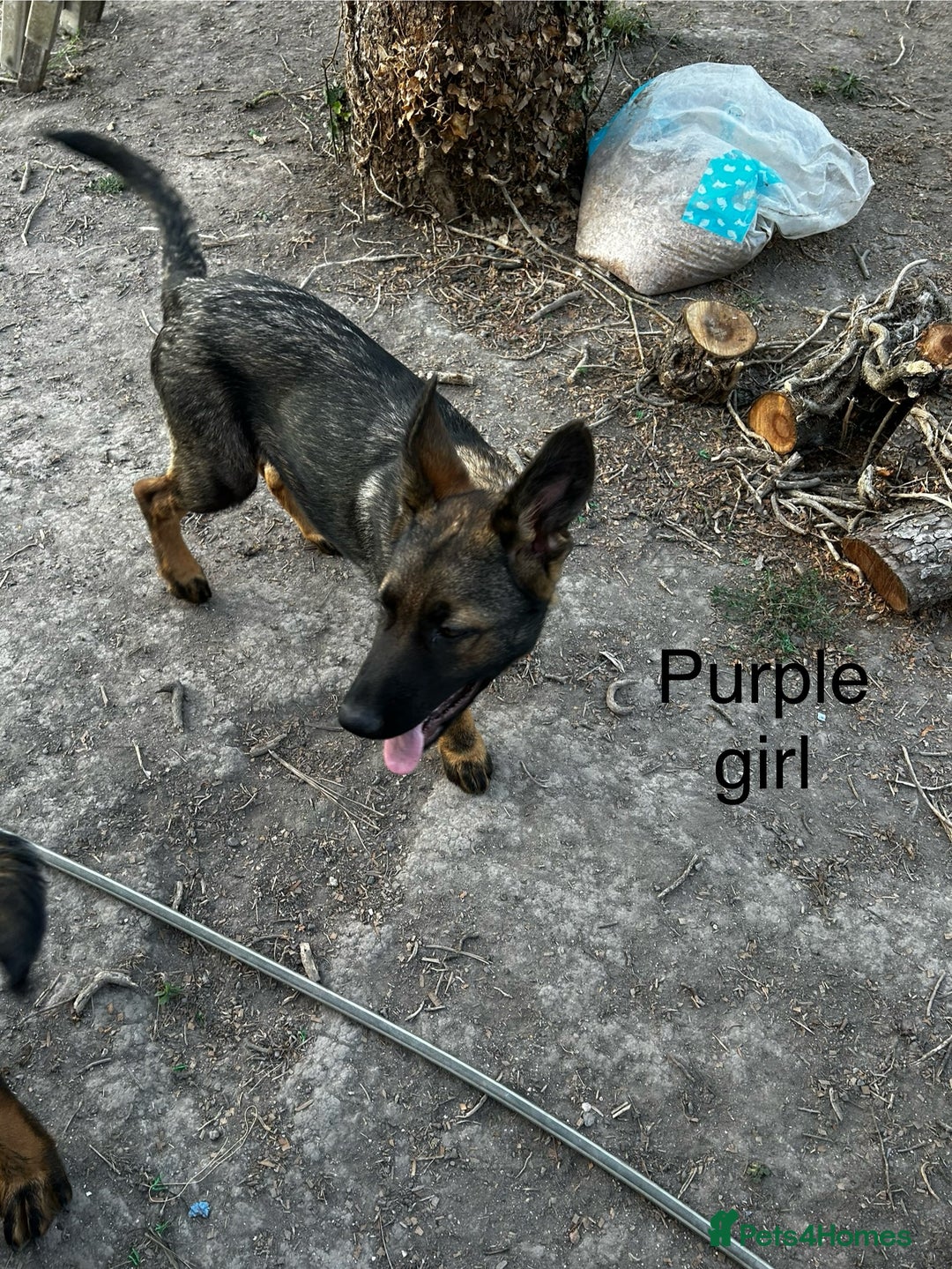 German Shepherd dogs for sale: German shepherd puppies looking for a new home  in Cambridge - Image 24