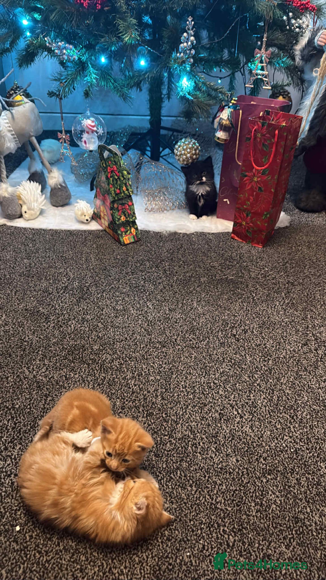 Mixed Breed cats for sale: 🐾 Adorable Ginger Kittens  🐾 - Advert 2