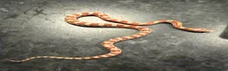 Corn Snake reptiles for sale: Corn snakes WOW AMAZING  - Advert 24