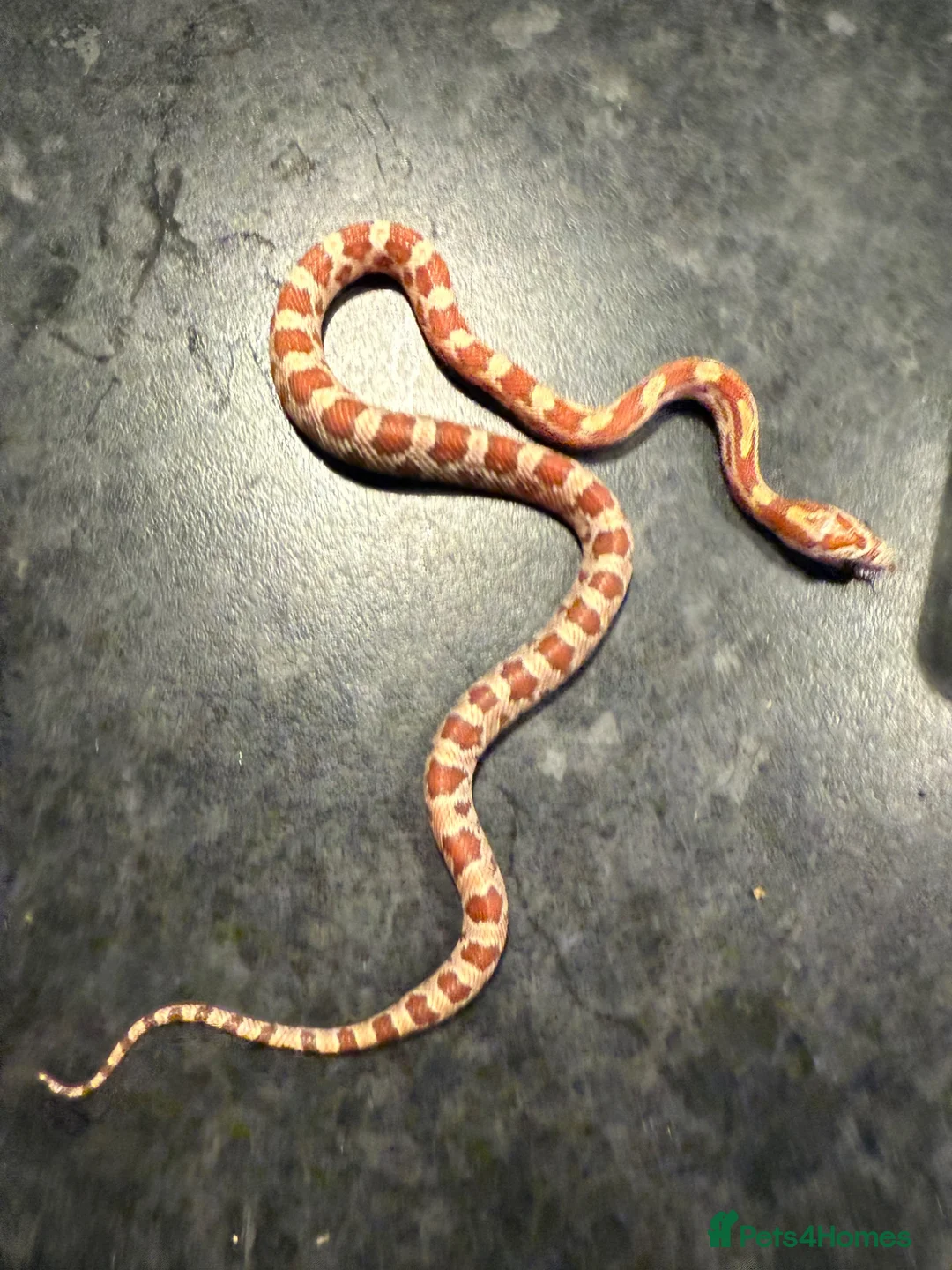 Corn Snake reptiles for sale: Corn snakes WOW AMAZING  - Advert 24