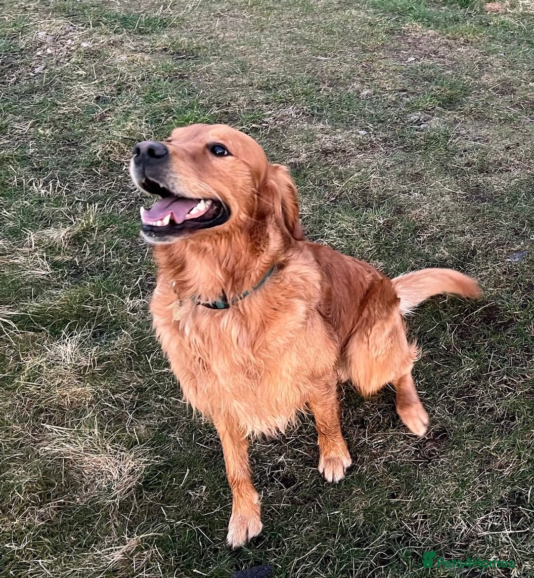 Golden Retriever dogs for sale: 2 beautiful golden retriever boys available. - Image 4
