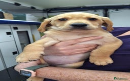 Mixed Breed dogs for sale: Vizslador Puppies - Image 3