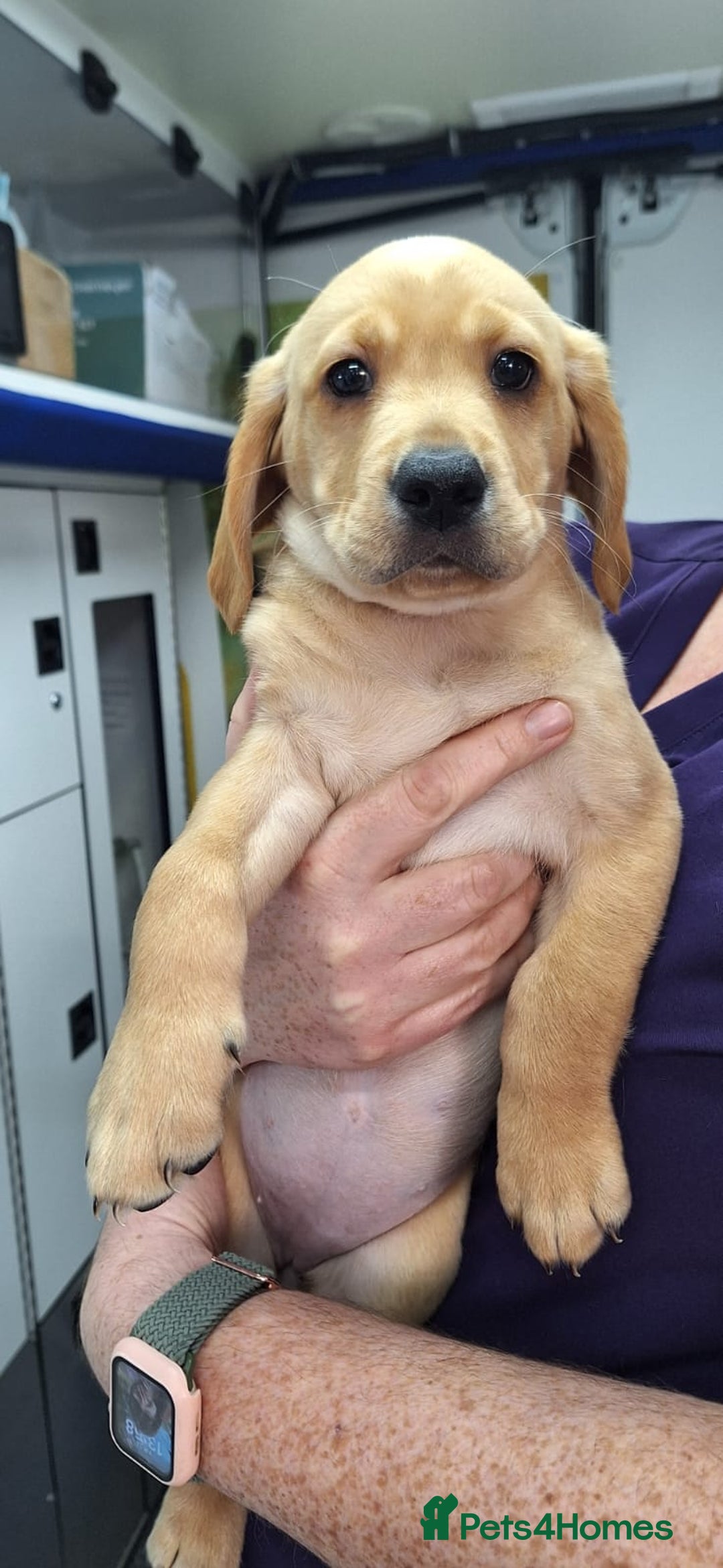 Mixed Breed dogs for sale: Vizslador Puppies - Image 3