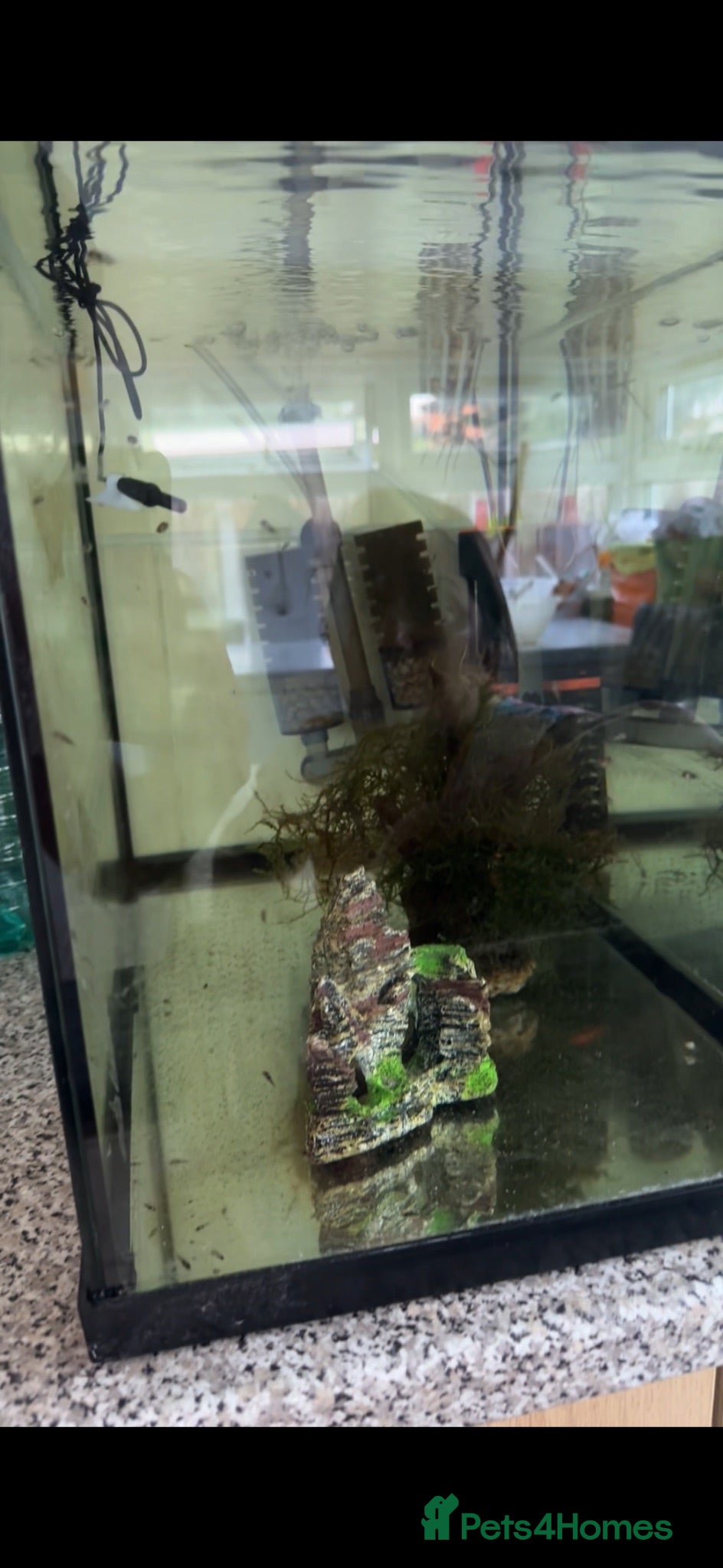 Cichlids fish Jack Dampsey babies - Advert 12