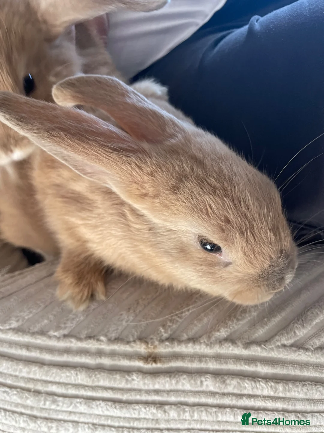 Mixed Breed rabbits for sale: Lion head x Holland lop babies  - Advert 9