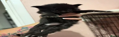 Black female 