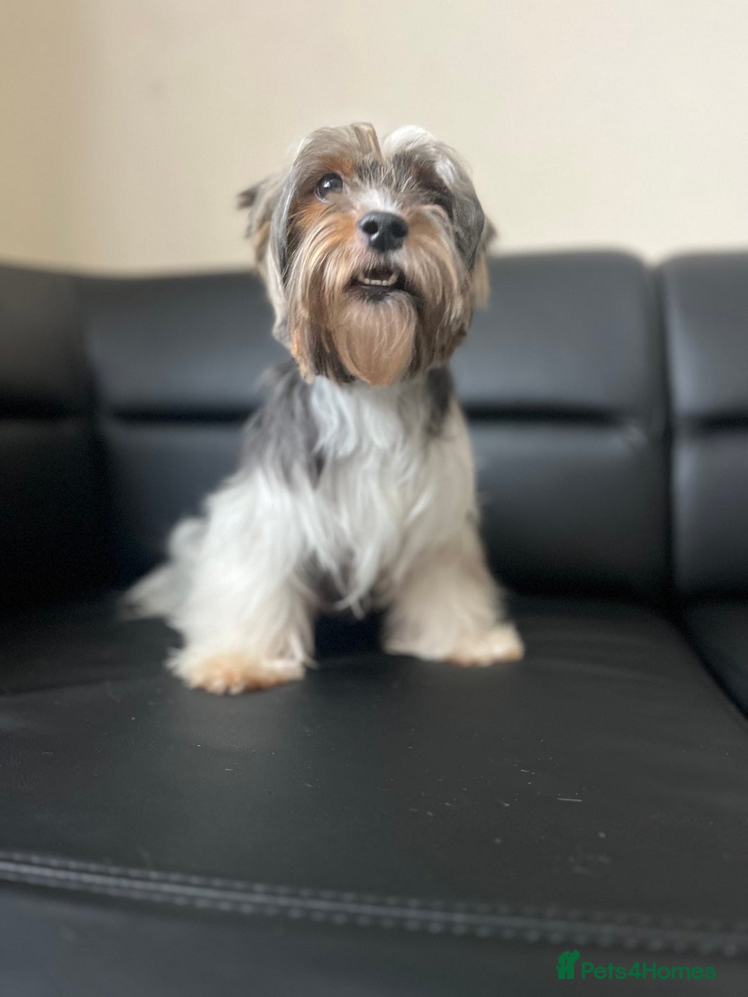 Biewer Terrier dogs for sale: 5 Adorable Purebred Biewer Terriers - Image 14