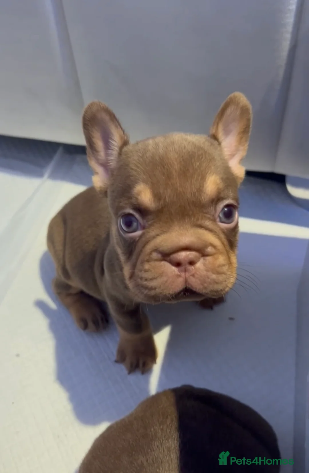 French Bulldog dogs for sale: Frenchies in Chocolate & Tan and Rojo - Advert 10