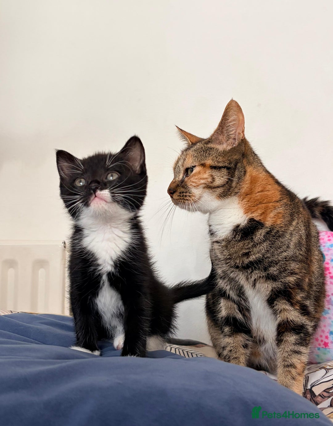 Mixed Breed cats for sale: Lovely kittens  - Advert 9