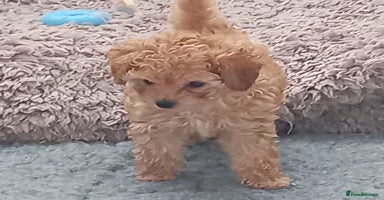 Maltipoo dogs in Glastonbury - Advert 3