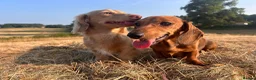 Miniature Dachshund dogs for sale: MINIATURE DACHSHUND PUPPIES – 1 GIRL & 2 BOYS AVAI - Advert 5
