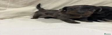 Doxiepoo Puppy 4