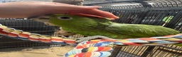 Parrots birds for sale: Selection of gorgeous handreared baby amazons  - Advert 1