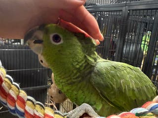 Parrots birds Selection of gorgeous handreared baby amazons - Advert 16