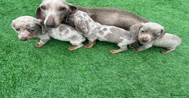 Miniature Dachshund dogs - Advert 4