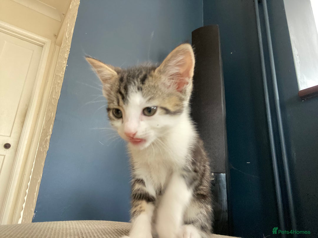 Domestic Shorthair cats for sale: Three beautiful playful kittens. - Image 14