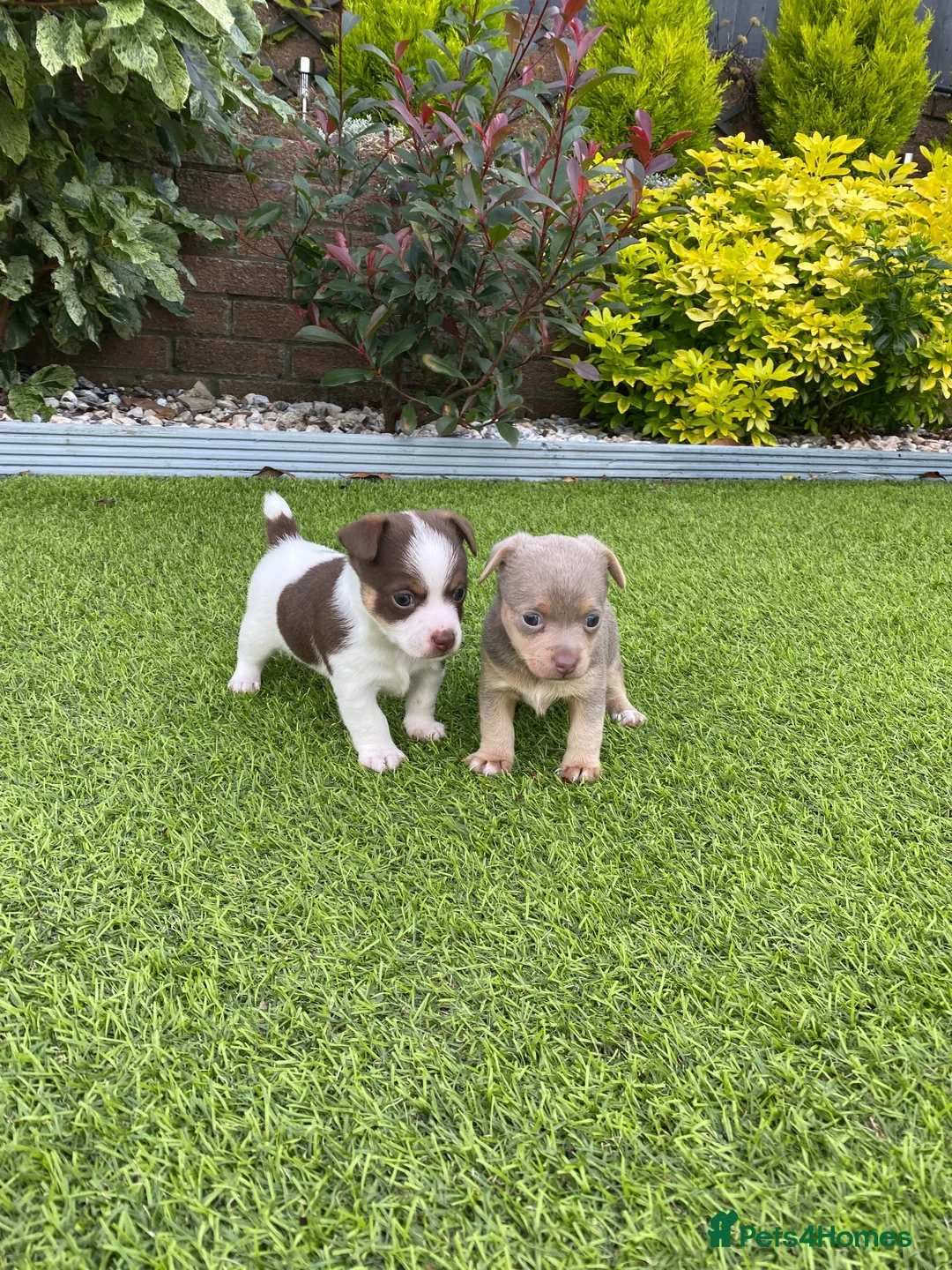 Jack Russell dogs for sale: Gorgeous Miniature Jack Russell Puppies  - Advert 1