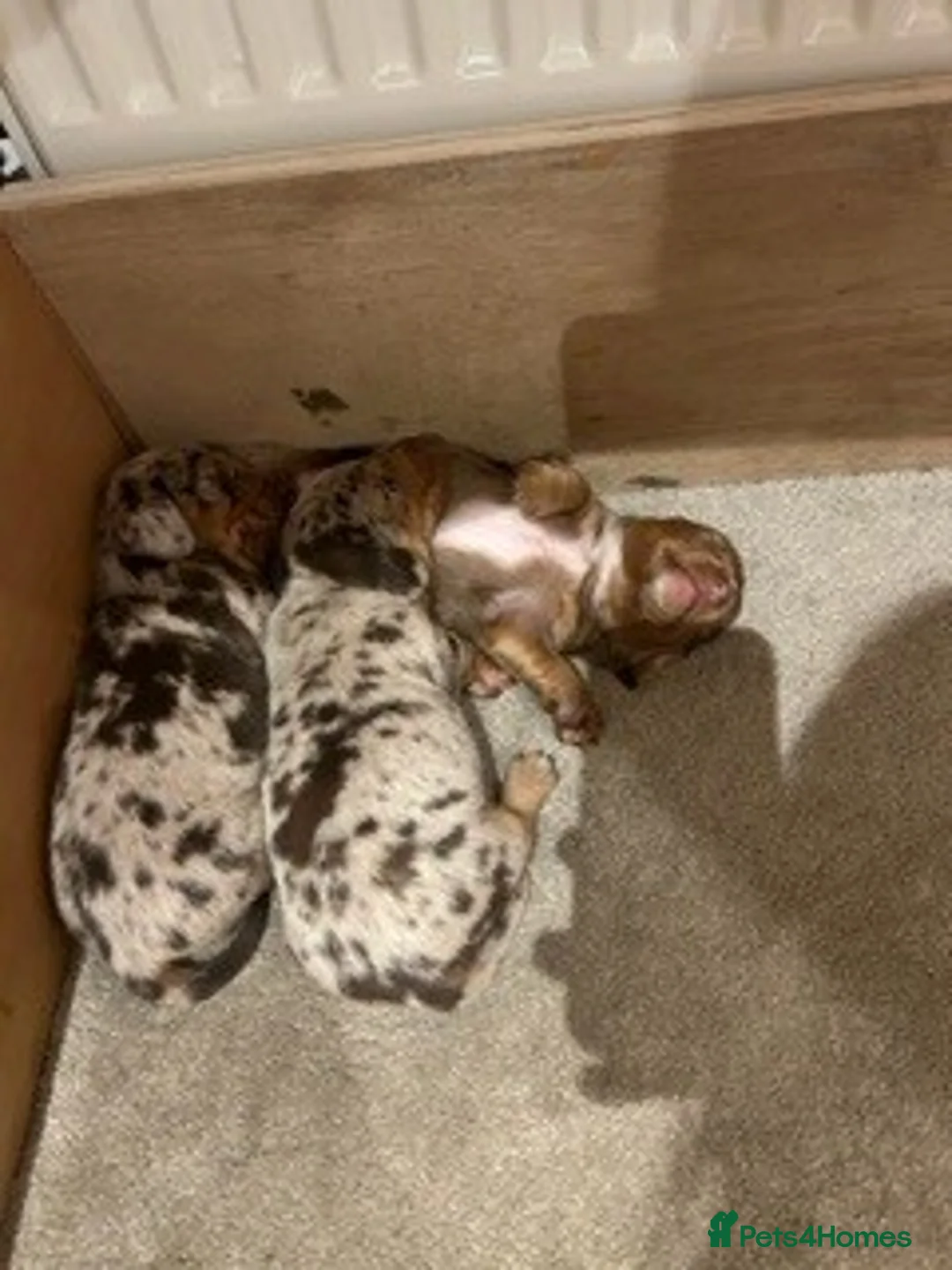 Dachshund dogs for sale: Dachshund Puppies - Advert 3