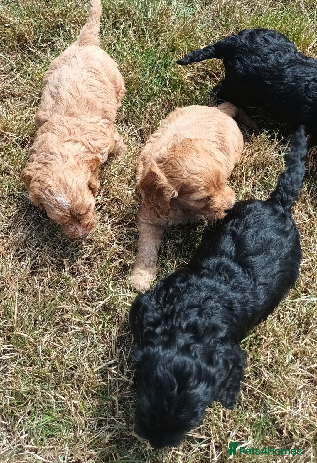 Cockapoo dogs for sale: Adorable Cockalier-a-Poo Puppies – Ready Soon! - Image 5