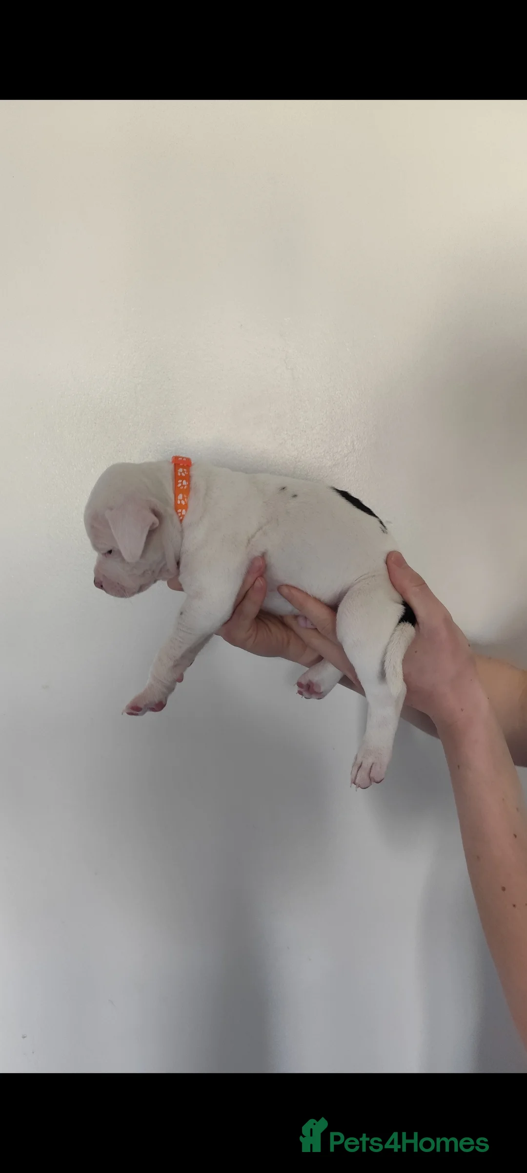 Staffordshire Bull Terrier dogs for sale: Beautiful Chunky Staffordshire bull terriers - Advert 16