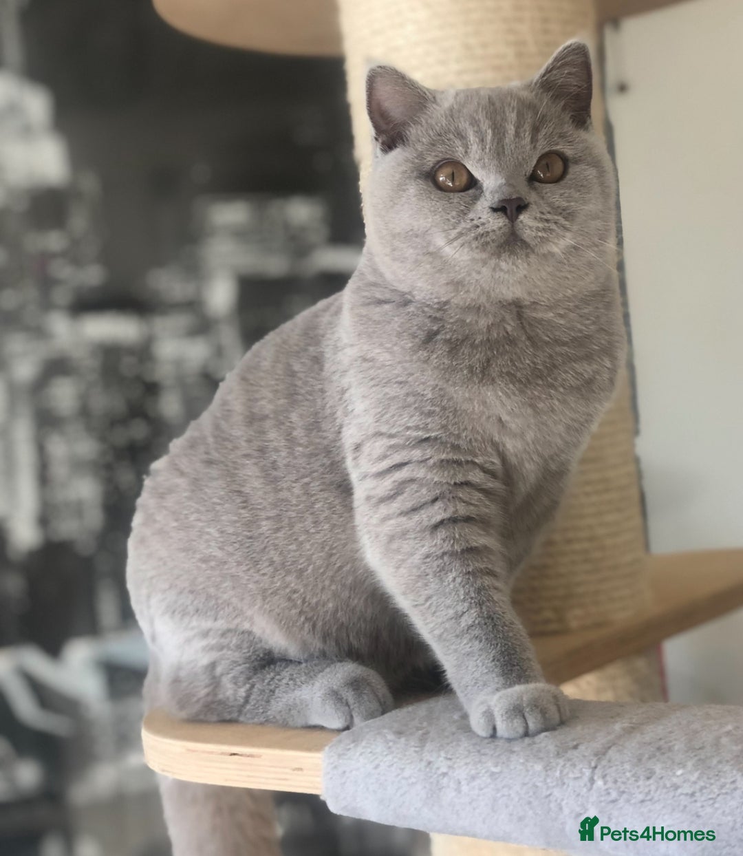 British Shorthair cats for sale: Beautiful Lilac BSH champion Line kittens - Image 38