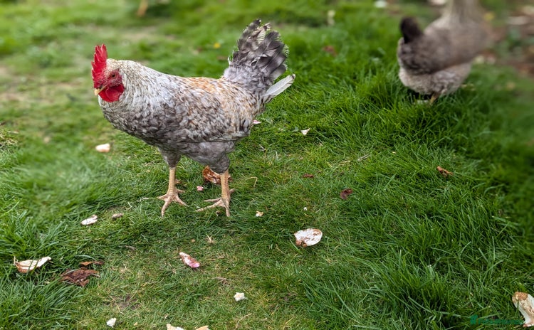 Chickens poultry in Boston - Advert 12