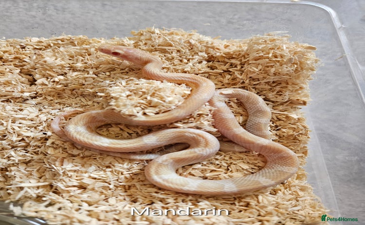 Corn Snake reptiles - Advert 10