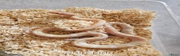 Corn Snake reptiles for sale: Various Corn Snakes for Sale - Advert 1