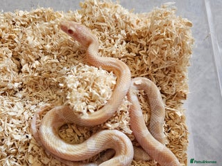 Corn Snake reptiles Various Corn Snakes for Sale - Advert 3