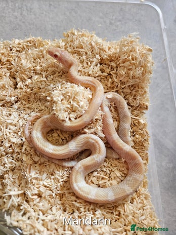 Corn Snake reptiles - Advert 1