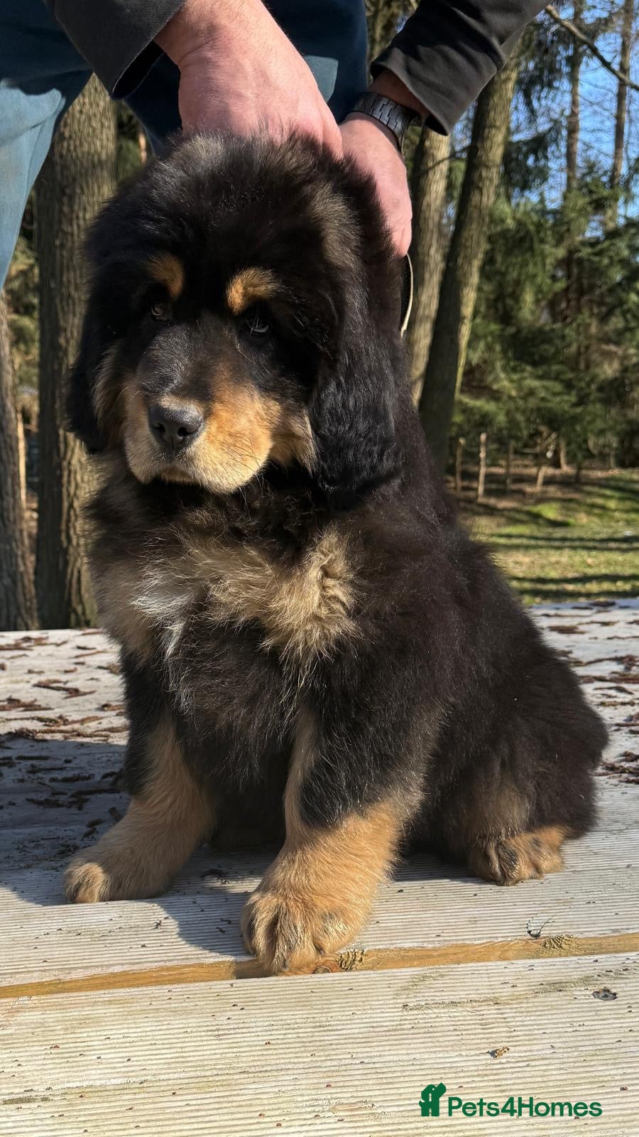 Tibetan Mastiff dogs Tibetan Mastiff Puppies - Advert 3